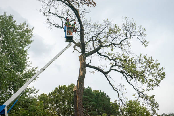 Best Fruit Tree Pruning  in Imperial Beach, CA